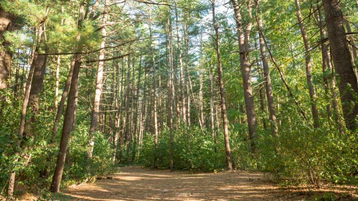 Prosser Pines