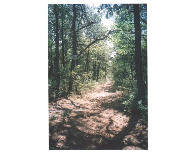 1400_289_Long Island_Pine barrenskkm300.jpg