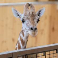 10_White Post Farms Giraffe Experience.jpg