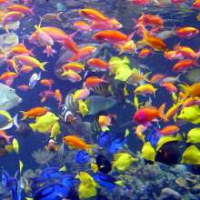 Long Island Aquarium credit KKMPhotos.jpg