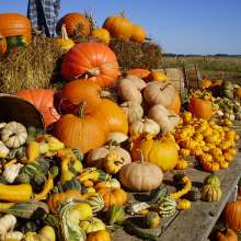 North Fork  Attractions  Misc farms  Pumpkins  October_a61 2015older.jpg
