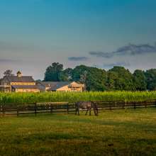 North Fork  Wine Country (3).jpg
