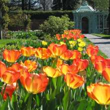 Westbury Gardens - Tulips.jpg