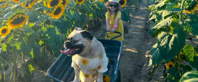 Kids sunflower