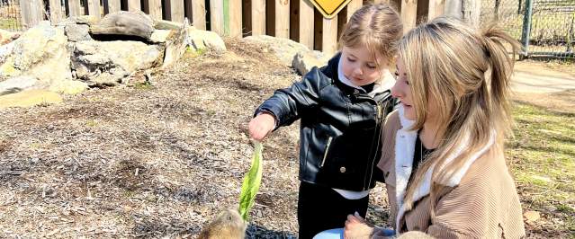 Petting zoo farm