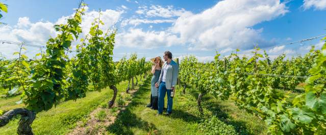 Bedell Cellars