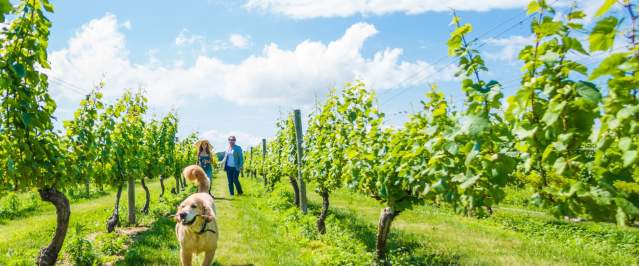 Dog-in-Vineyard
