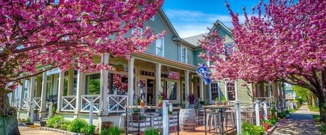 Greenport cherry blossoms