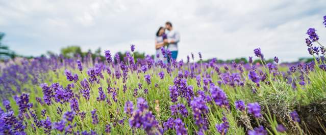 Lavender by the Bay