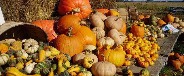 North Fork  Attractions  Misc farms  Pumpkins  October_a61 2015older.jpg