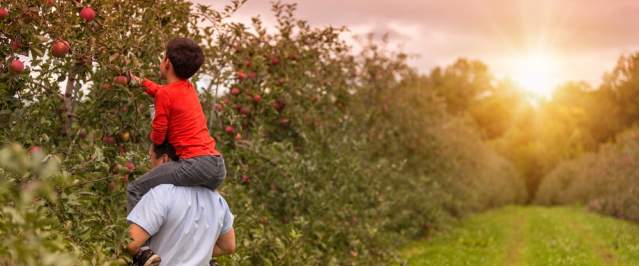 picking apples