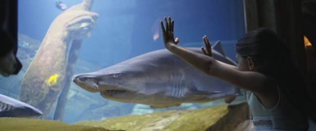 aquarium