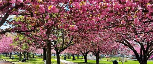 Argyle Park