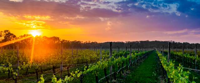 vineyard