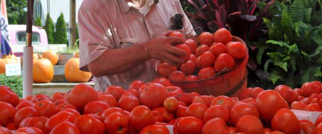 tomatoes