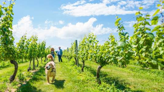 Dog-in-Vineyard