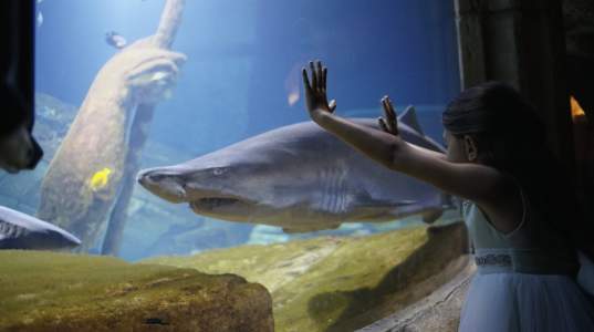 Long Island Aquarium credit_ Discover Long Island.jpg