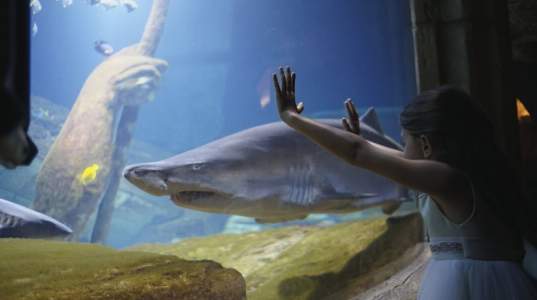 aquarium
