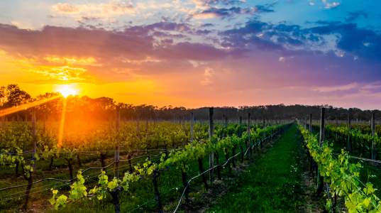 vineyard