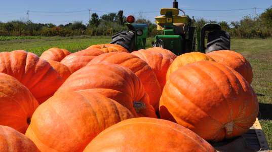 pumpkins