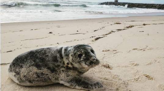 a seal on the beach