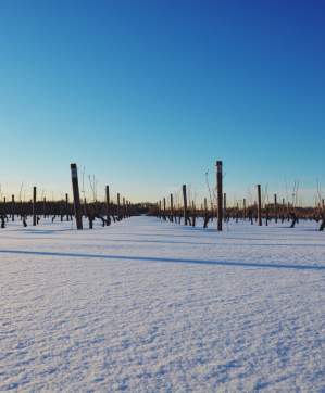 Bedell-Snowy-Vineyard