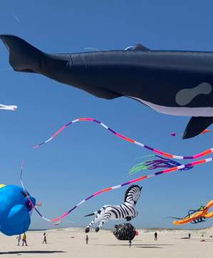 Kite Festival