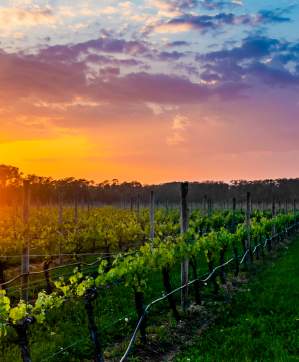 vineyard