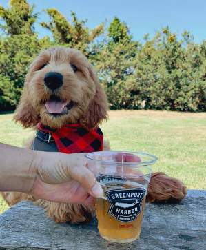dog & beer