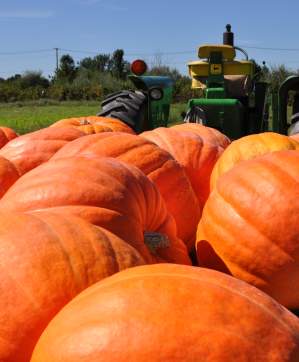 pumpkins