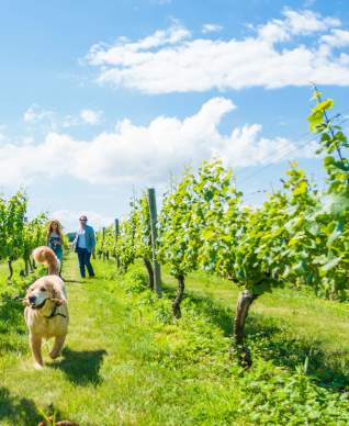 Dog-in-Vineyard