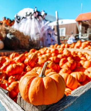 Pumpkins