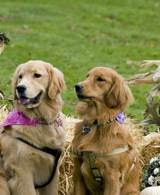 old-westbury-dog-and-costume-parade