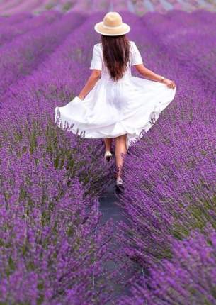 Lavender by the Bay