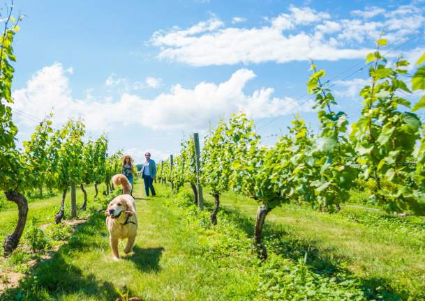 Dog-in-Vineyard
