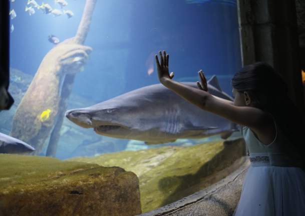 Long Island Aquarium credit_ Discover Long Island.jpg