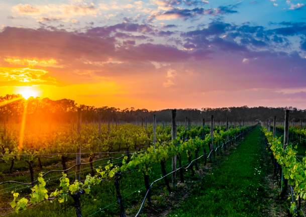 vineyard