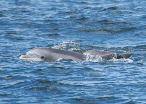 dolphin