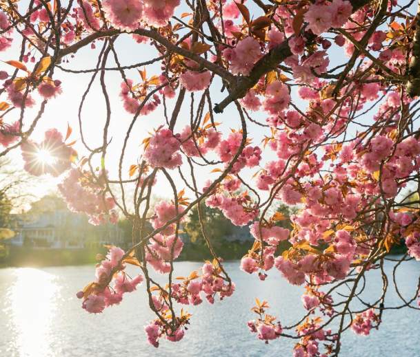 Cherry Blossoms