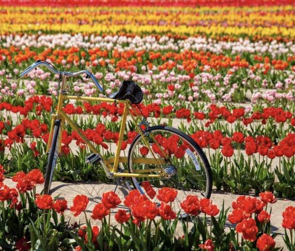 A yellow bicycle is parked among vibrant red tulips, creating a colorful spring scene.