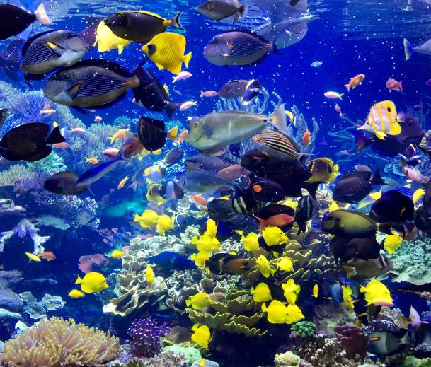aquarium