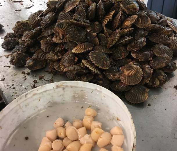 scallops