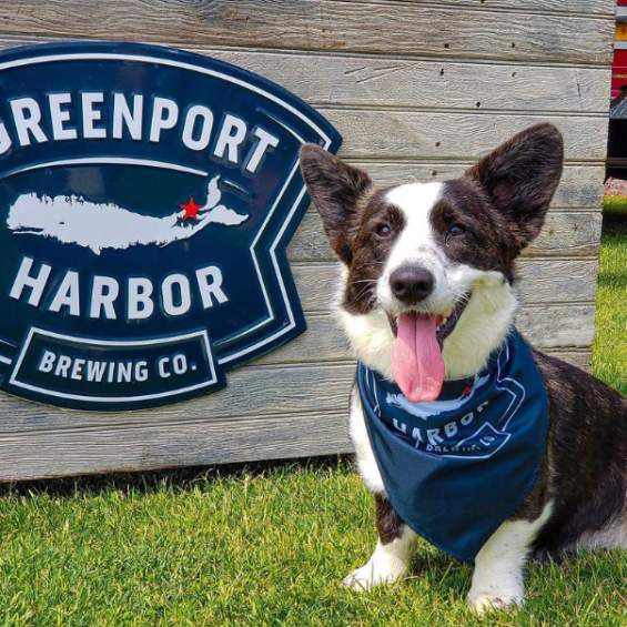 Who Let the Dogs Out? Top Spots for a Pet-Friendly Adventure on LI