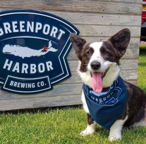 Greenport Brewery Dog