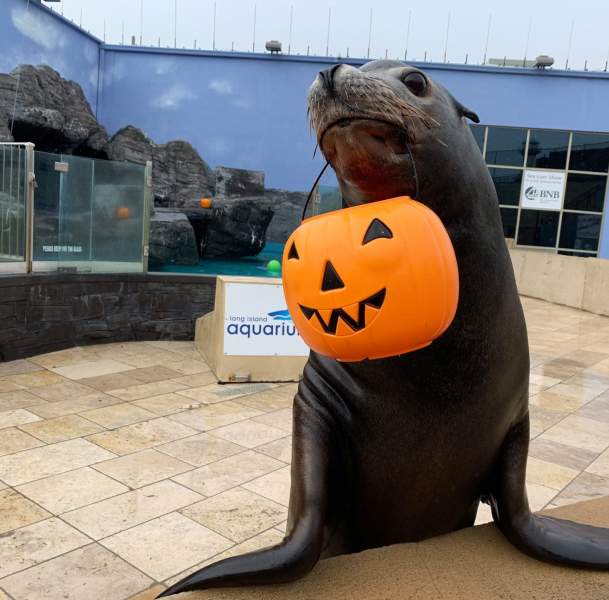 credit-long-island-aquarium-facebook
