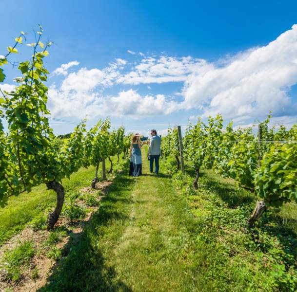 vineyard