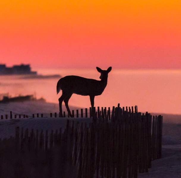 wildlife-refuges