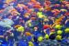 Long Island Aquarium credit KKMPhotos.jpg
