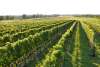North Fork   Wine Country.jpg