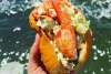 flynn's fire island lobster roll.jpg